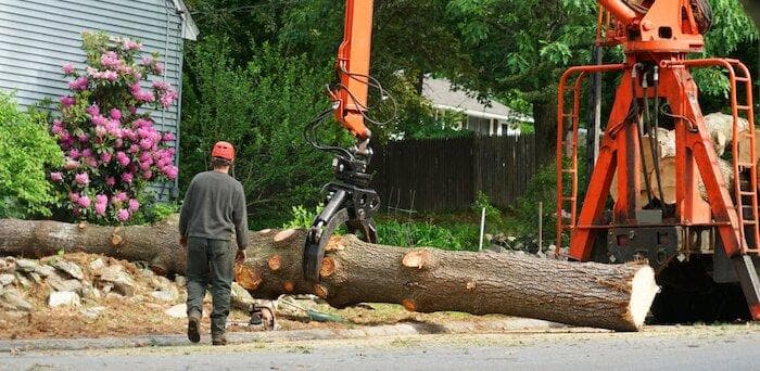 Tree cut with chainsaw