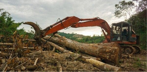 A crane picking up trees