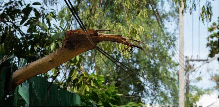 A tree that fell on a power line