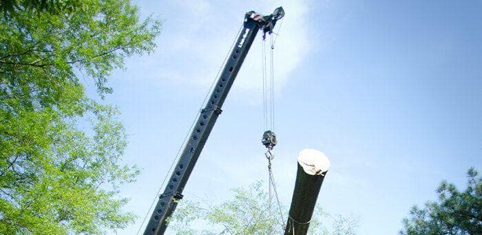 A tree lifting a tree