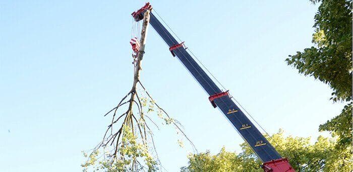 A crane lifting a tree