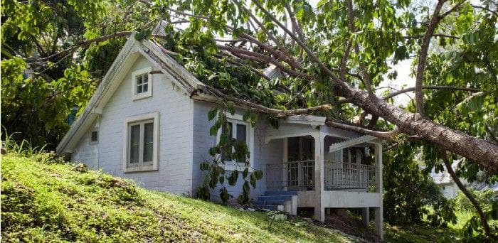 A tree that fell on a house