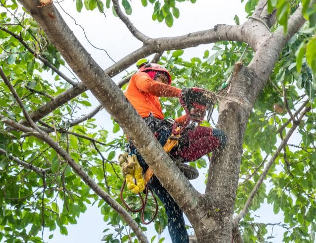 tree sawed at base