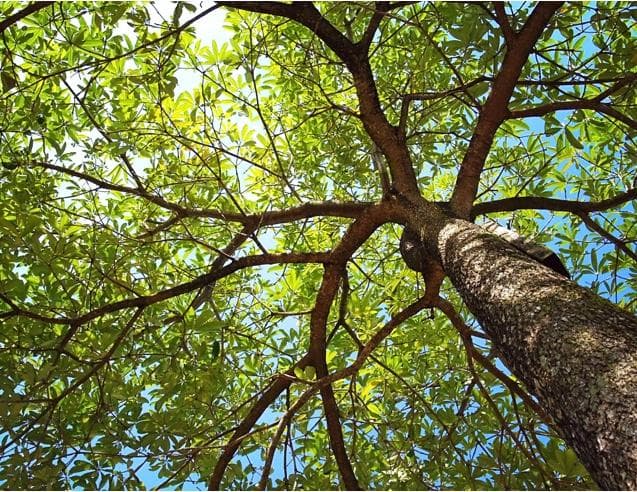 tree sawed at base