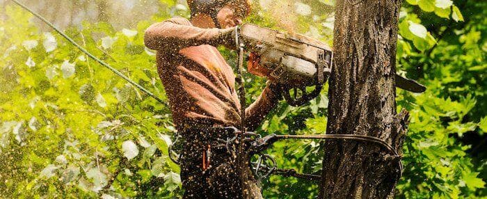 A man cutting a tree with a chainsaw