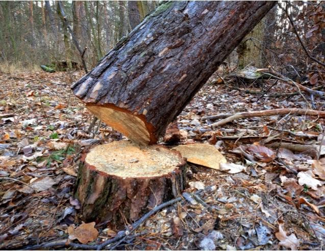 tree sawed at base